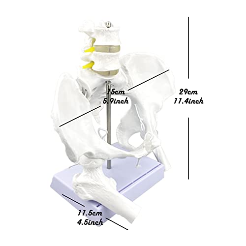 Image of Flexible Female Pelvis Model with Movable Femur Heads and Joints, Life Size Female Pelvis with Stand Base, for Childbirth Education /CBE Doula Exhibit Midwife Anatomy, Teaching and Studying Purpose