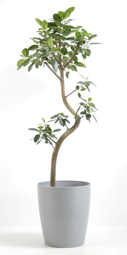 フィカス 大型 10号 観葉植物」の人気商品一覧 | 安い商品を通販サイト