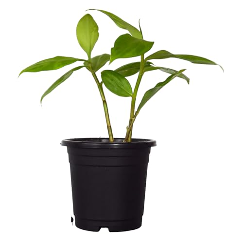 Guruji Plantation Insulin Plant Live Original for Diabetes, Rare Costus igneus Ayurvedic Medicine with (Black Plastic Pot) (B0CSZ6YVH5) Amazon Price History, Amazon Price Tracker