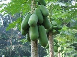 Image of 300 Seeds, Desi papaya seeds for planting, Germination tested