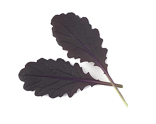 PREMIER SEEDS DIRECT - Mustard Seeds - RED Carpet - 3 GRAM ~ 2100 Seeds - Ideal MICROGREEN