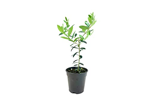 Arbequina Olive Tree | 1 Large 4 Inch Pot | Grow Your Own Olives Indoors