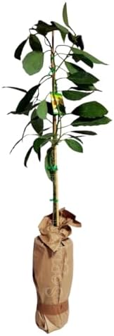 Planta de Aguacate, arbol de variedad injertado Hass. 2 AÑOS 150 ...