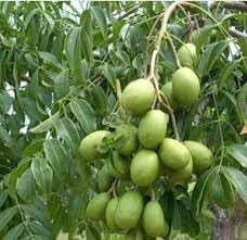 Hog plum plant grafted (pack of 1)