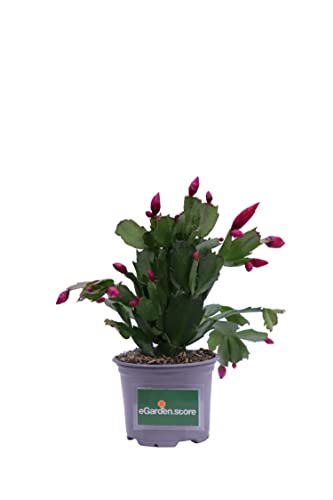pianta di schlumbergera pianta di epiphyllum pianta da interno pianta succulenta pianta da fiore pianta ornamentale di schlumbergera pianta vera venduta da egarden.store (fucsia)