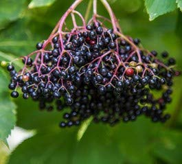 Elderberry Bob Gorden Potted Plant