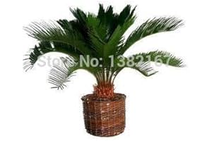 New Fresh 25pcs Green Sago Palm Tree Seeds for Planting