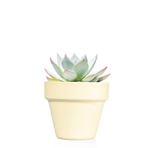Pack de 12 plantas suculentas echeveria Happy Day en maceta amarillo pastel - Detalles de boda para invitados - Obsequios para bautizo o comunión