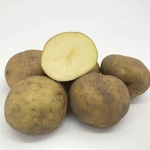 ���������� �k�C�� ���Ⴊ���� �������ނ� �k�C���Y ���Ⴊ���� 10kg �L�^�J���C M����2L�T�C�Y ���Ⴊ���� ��� �W���K�C��
