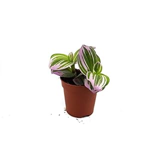 Tradescantia”Albiflora” nanouk | Ø6-12cm Ø6cm plant (geen pot)