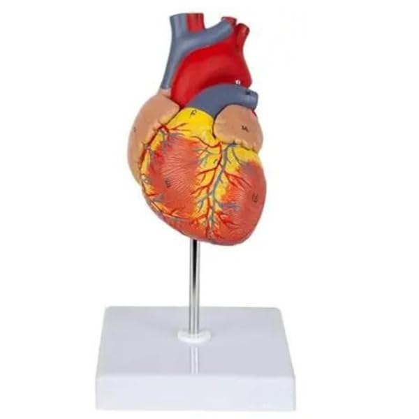 KKI Advance Adult Life Size 3D Human Heart Model | detachable into 2 parts |Perfect Anatomy for Medical Students and Trainer (B09YMW9VGM) Amazon Price History, Amazon Price Tracker
