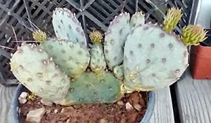 2 PlÃ¡ÂºÂ¡nts OpuntÃ¡Â»ÂÃ¡ÂºÂ¡ Bombing free shipping mÃ¡ÂºÂ¡crocÃ¡ÂºÂ¹ntrÃ¡ÂºÂ¡ RÃ¡Âº Ranking TOP20