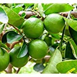 Hari Giver Garden® Lemon Kagzi All Time Fruit (Air layered / Grafted) Live Plants & Tree (1.5-2 Ft Size) With Mini Black Pot (B09GNCMBLZ) Amazon Price History, Amazon Price Tracker