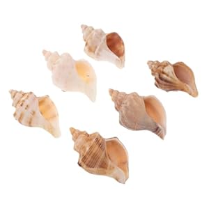 Dressoos 6 Stück Muschelhörner für Einsiedlerkrebse