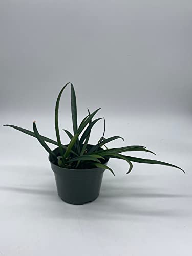 Hoya Kentiana, Very Full 4" Potted Starter, Honeyplant Waxplant Porcelain Flower #TOP1