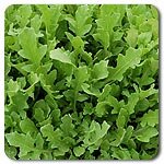 Arugula Surrey Eruca Sativa 1,000 Seeds