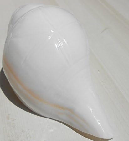 SAMRIDDHI Rudraksha Kendra Vamvarti and Blowing Shankh/Conch (White, 5 Inch)