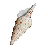 Tamaño: 3,5-5 cm. BOWTONG 1 unid 3,5-5 cm Tubo Manchado Caracol Natural Raro Real mar Concha Caracol DIY océano Ornamento Acuario Paisaje hogar especímenes decoración artesanías