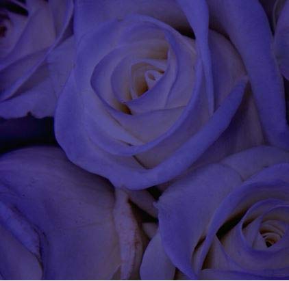 Design Master Absorbit Stem Dye for Fresh Cut Flowers Matte Finish Systemic (Purple)