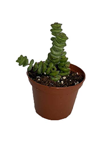 Jade Necklace Plant - Crassula Marnieriana Minor - 2.5" Pot #TOP28