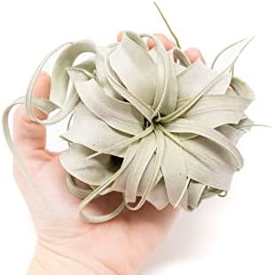 Seedling Xerographica Air Plants 2 to 4 Inch Wide Air Plants Live Tillandsia Succulent House Plants - Available in Wholesale and Bulk Sale- Home and Garden Decor Holders - Easy Care Indoor and Outdoor Plants (1 PC)