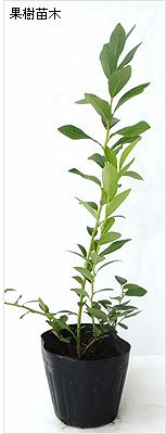 Amazon.co.jp: ブルーベリー苗木 おすすめ2品種セット サンシャイン