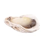CIMAXIC Artificial Oyster Model - Fake Seafood Figurine - Realistic Shell Decor for Restaurant Display Kitchen Tabletop Photography Props