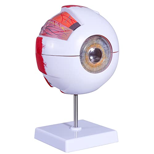 model of the eye - faruijie 6 Times Enlarged Human Eye Anatomical Model - Accurate Eye Model Shows Optic Nerves Cornea Iris Lens and Vitreous Body with Removable Stand for Classroom Medical Teaching Model