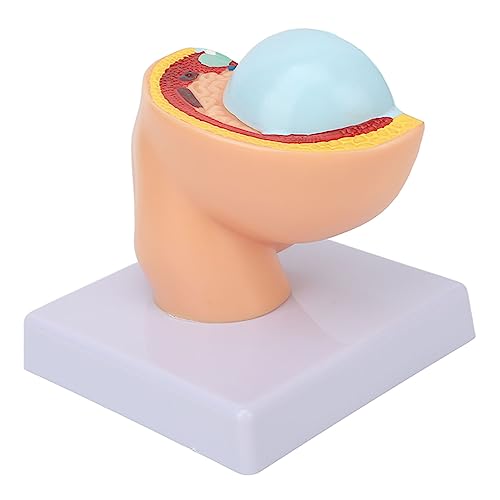 Image of 9 Month Baby Fetus Model Removable Resin Pregnancy Female Pelvis Model with Clear Structure for Colleges
