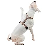 PETFORTA Anatomically Correct Y-Shape Dog Harness, Non-Restrictive, No Pull, 6-Point Adjustable for Natural Movement, Escape-Proof, Reflective, Easy-Fit, Medium, Beige (Beige, Medium)