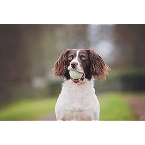 Chuckitglowinthedarkbouncyballsballfordogschuckitdogtoymaxglowballsmedium25inchpackof4 Urban Country Home Decor Chuckit glow in the dark bouncy balls ball for dogs chuckit dog toy max glow balls medium 25 inch pack of 4 urban country home decor