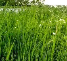 Grass seeds for goat,High germination (9000 seeds)