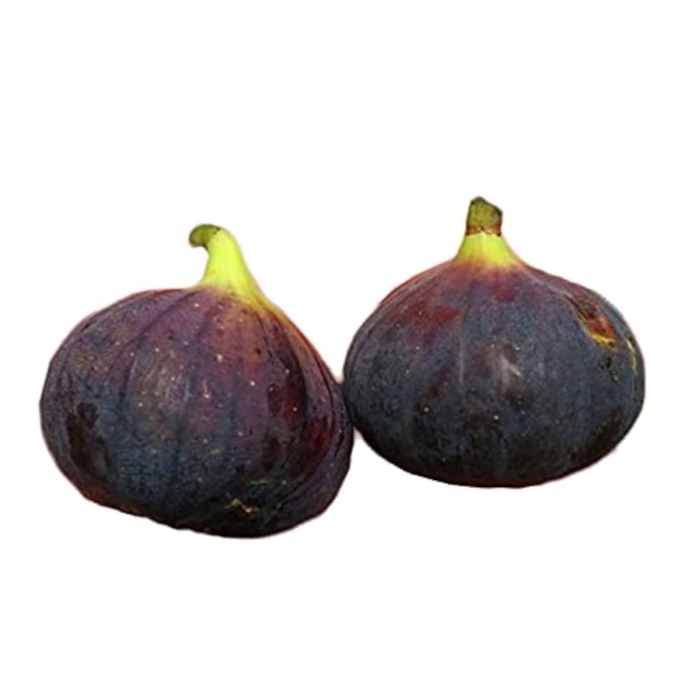 Amazon.co.jp: ビオレソリエス イチジク 約1.2kg 約300g x 4 黒