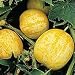 Lemon Cucumber Seeds - 2.1 grams - GARDEN FRESH PACK!
