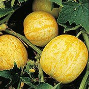 Lemon Cucumber - 130 Seeds - GARDEN FRESH PACK!
