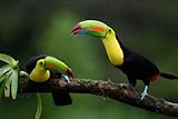Livré avec support mural Tableau composite en aluminium 50 x 30 cm : Ramphastos sulfuratus, toucan avec bec de quille L\'oiseau perché sur l\'AST dans l\'environnement naturel de la belle faune(169436649)