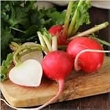  Paket von 500 Samen, Deutsche Riesen Rettichsamen (Raphanus sativus)