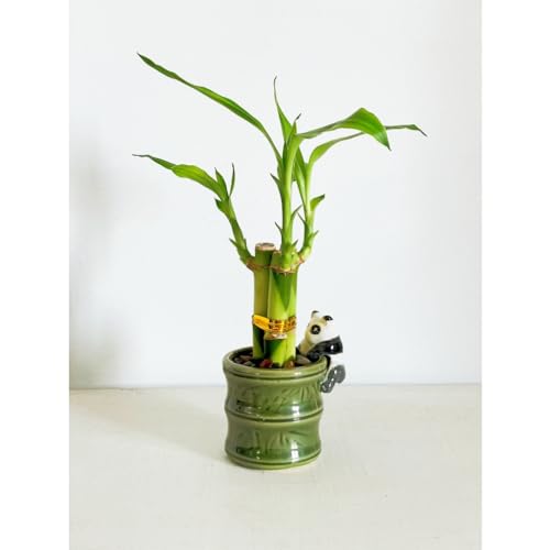 Generic Coop & Harp Small Lucky Bamboo Live Indoor Plant With Ceramic Vase thumb #4