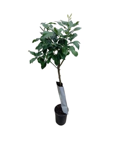 Mandarino en Maceta Grande Árbol Frutal Natural para Huertos y Jardines