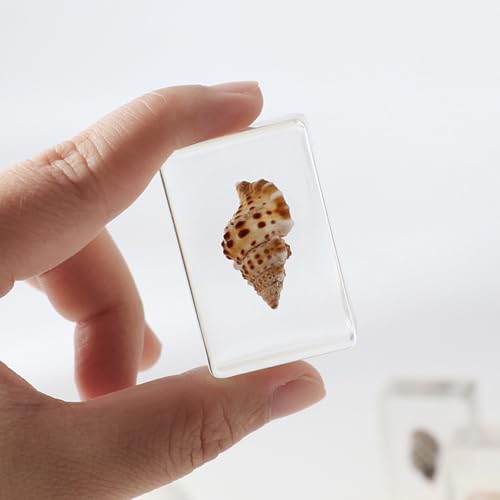 Image of Taxidermy Oceans Animals - Sea Creatures Specimen in Resin for Closer-Look & Study, Novelty Fun & Educational for Science Classroom Specimens, Home Office Decor, Unique Amazing Gift (1.8x1.2x0.7-inch)