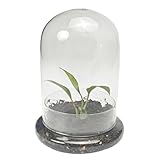 JINYUNDZ 5.9 x 5.9 x 8.2 in Transparent Glass Dome with Air Holes, Bell-Cloche Glass Dome with Base, Office Home Desktop Display Terrarium, for Plants, Flowers - Decoration (No Plants)