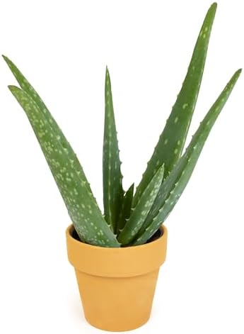 Aloe Vera Plant Gift in 4" Clay Po...