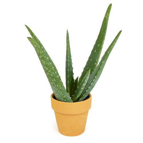 Aloe Vera Plant Gift in 4" Clay Pot, Live Succulent,