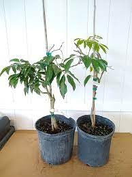 Lichi tree plant grafted, tree plant grafted for litchi (pack of 2) (B0CNRVKHYJ) Amazon Price History, Amazon Price Tracker