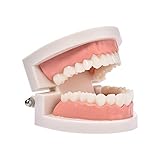 Sakamura Zahnmodell StandardZahnmodell Dental Lehrstudie Typodont Demonstration Tool Zahnmodell Lehrmodell Für Die Mundpflege KinderzahnarztAusbildungszahnmodell