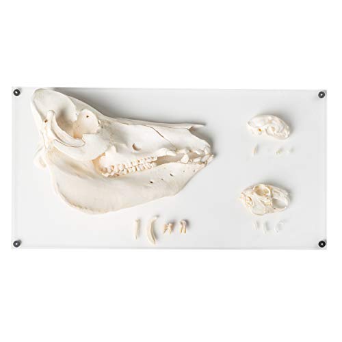 Image of 3B Scientific GmbH T300292 Comparison of Mammal Teeth Types, Deluxe Version