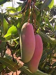 See full amazon price history chart for THE GREEN VIEW GARDENS Big Size Red Banana Mango Live Plant Grafted Original Variety THE GREEN VIEW GARDENS Big Size Red Banana Mango Live Plant Grafted Original Variety (B0CKQRG1KP) Amazon Price History, Amazon Price Tracker