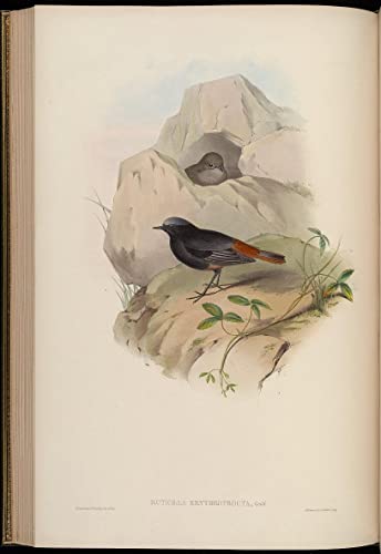 Peinture poster oiseau John Gould SERENDIPITP : affiche décorative maison 60x90cm