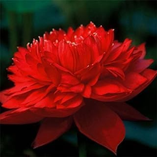 Image of vERY Beautiful All Season Drop Blood Red+YellowWater Lotus(Pack Of-2) /Water Kamal /Water Lily Plant (TUBER) Original Hybrid Veriety Blloming With In 30 Days For Outdoor & Indoor Live Plant.