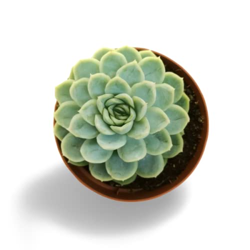 OhhSome Succulent Plant Echeveria Elegans,Blue Succulentlive Low Maintenance Plants For Gifting Purpose |Indoor Plant| (Healthy Live Plant) (B09K4G9ZVJ) Amazon Price History, Amazon Price Tracker